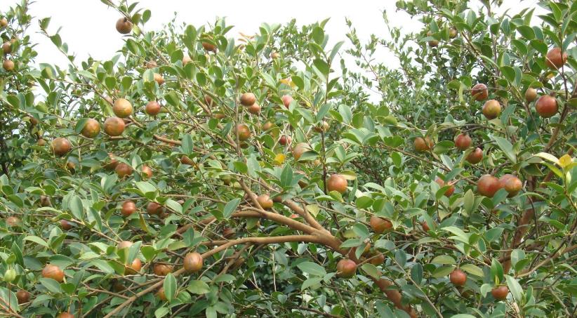 调料|曾是皇帝御用，如今却无人问津，“油中软黄金”是如何走向末路？