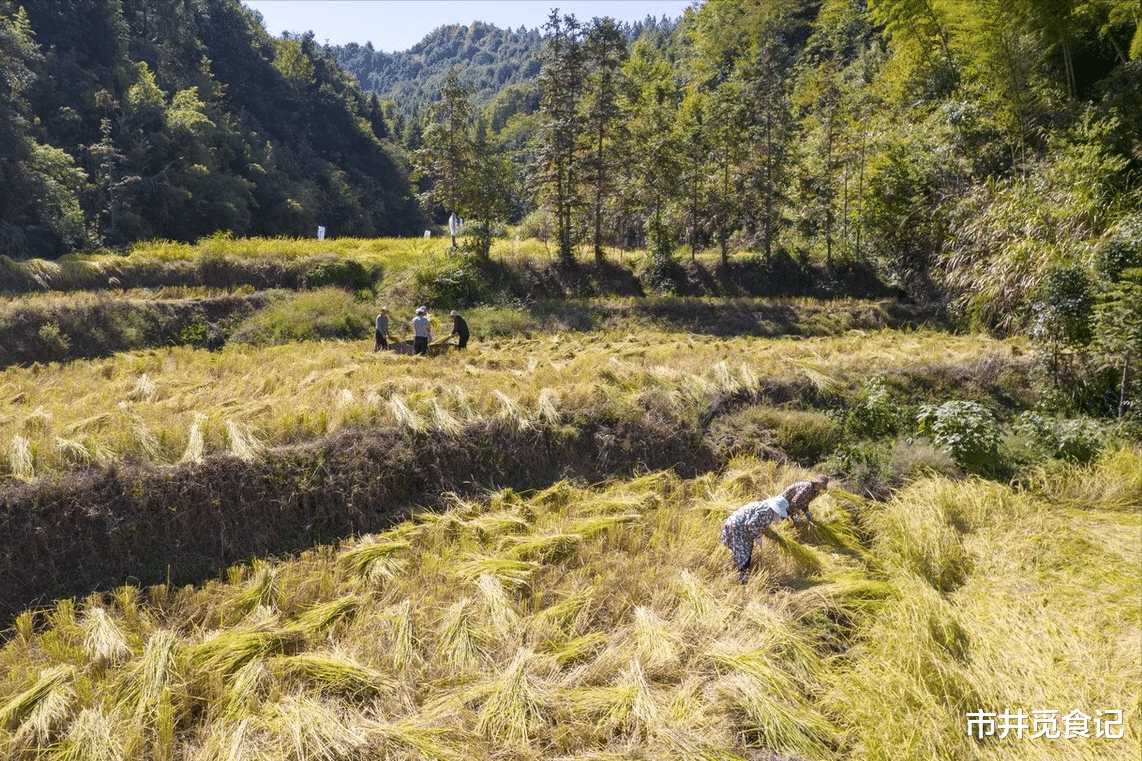 面条|中国优质大米口感天梯图，从北到南15种，品质和味道都没得挑剔