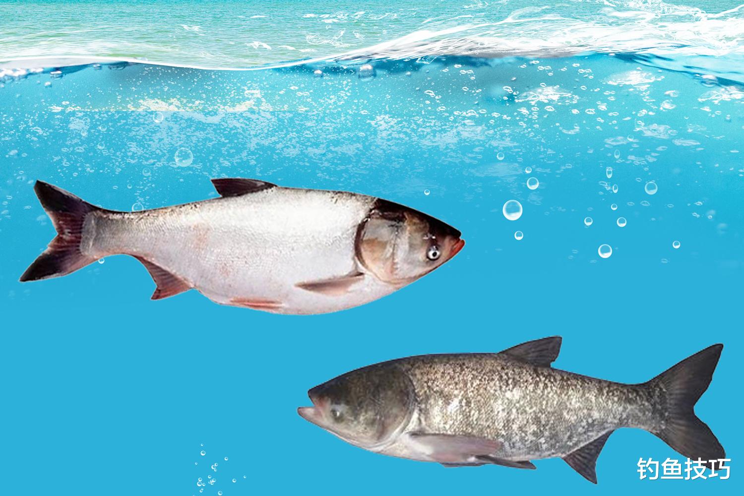 鲢鳙|钓鲢鳙什么鱼饵最好？考核鲢鳙鱼饵的3个指标