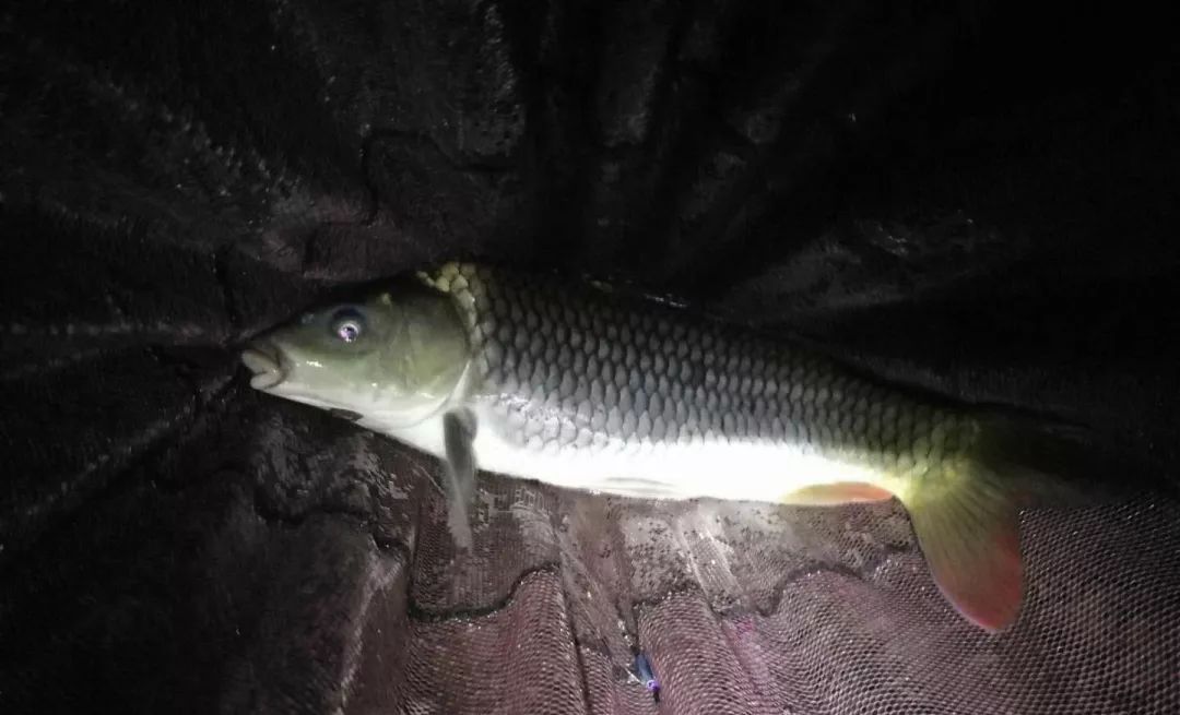 要想大鱼跟着走,必须饵料对了口,白露后夜钓用饵三个着重点