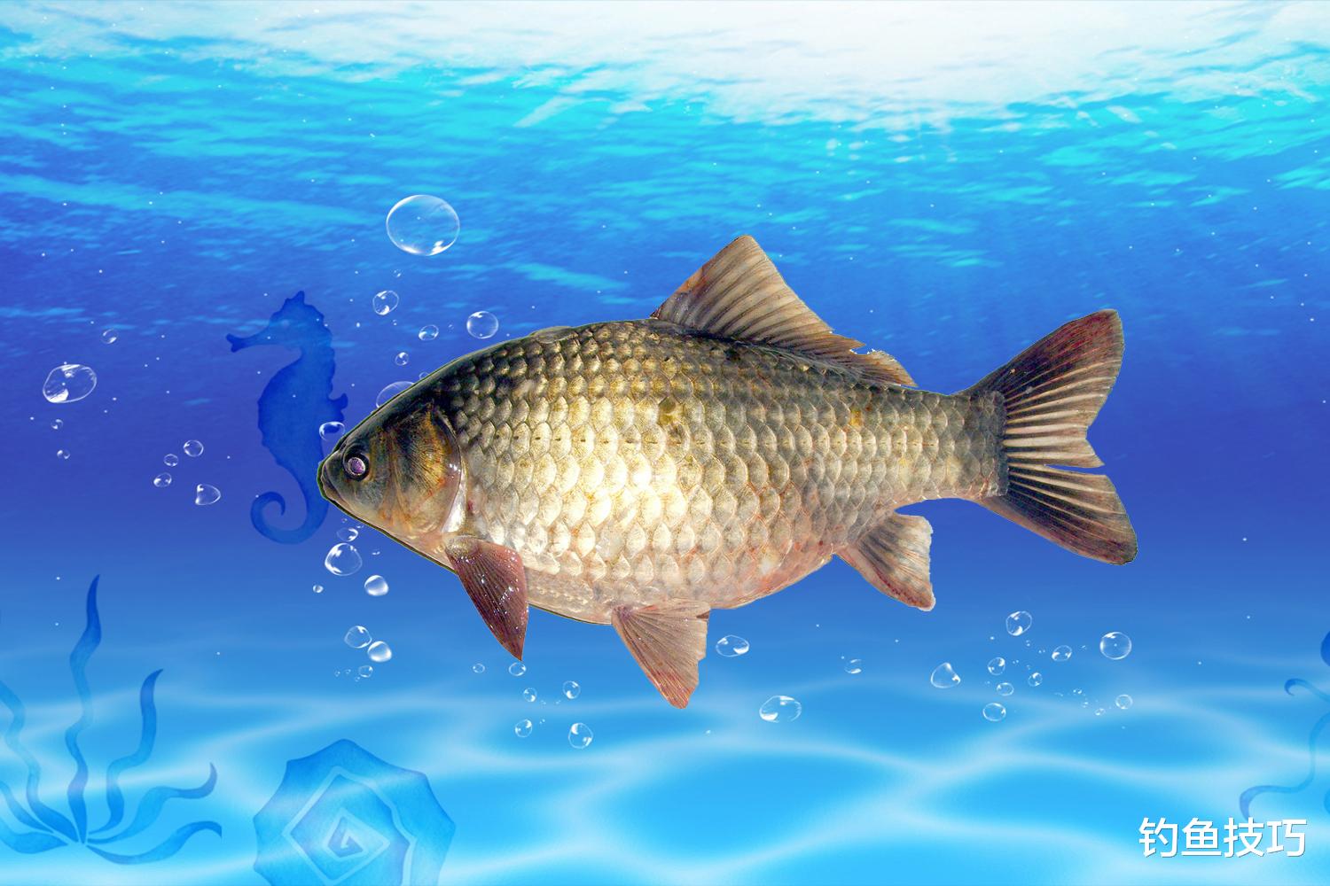 深冬时节鱼在水底的状态,鱼难钓的根本原因