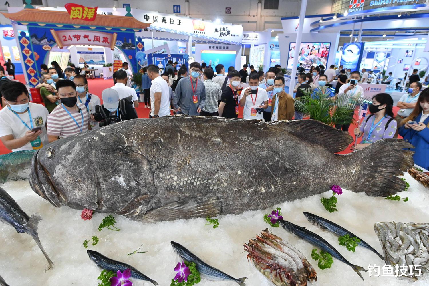 龙趸鱼怎么钓?用哪种鱼饵?龙趸鱼的生活习性和垂钓技巧