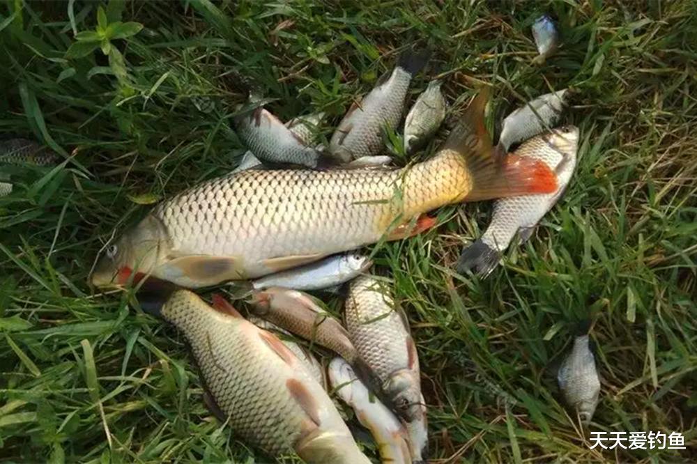 鲤鱼|跑铅钓“升级版”,只需动动铅坠,更容易底坠跑线