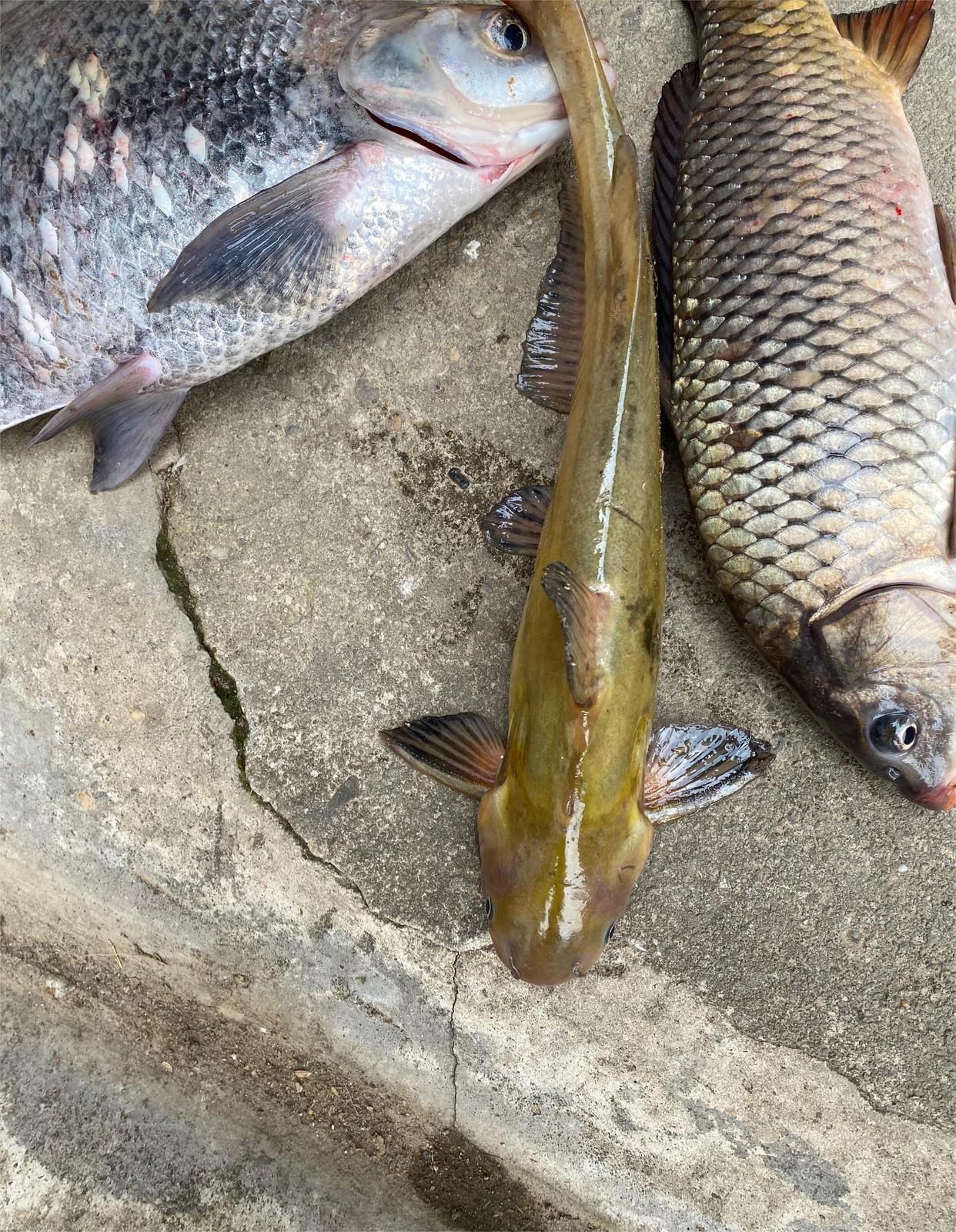 |江西钓友钓到一斤二两重\黄鸭叫\，不识好货险出售，实际是啥鱼？