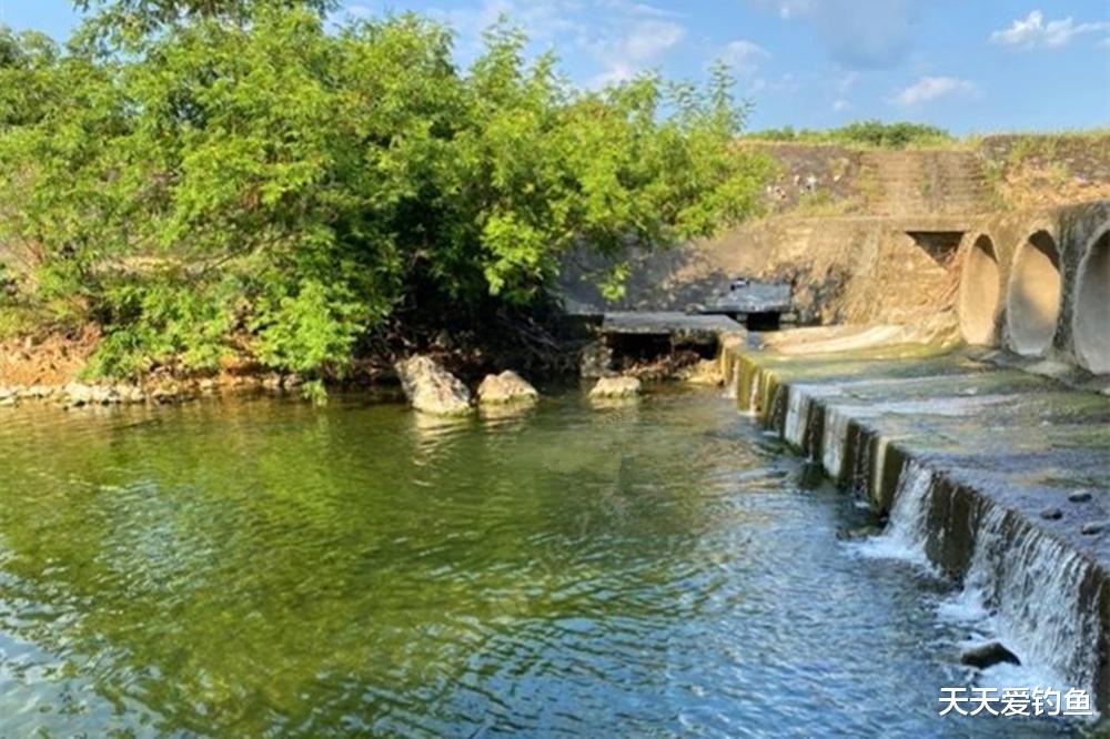 饵料|夏至过后鱼寻凉，选择钓位找“4口”，天热也有好收获