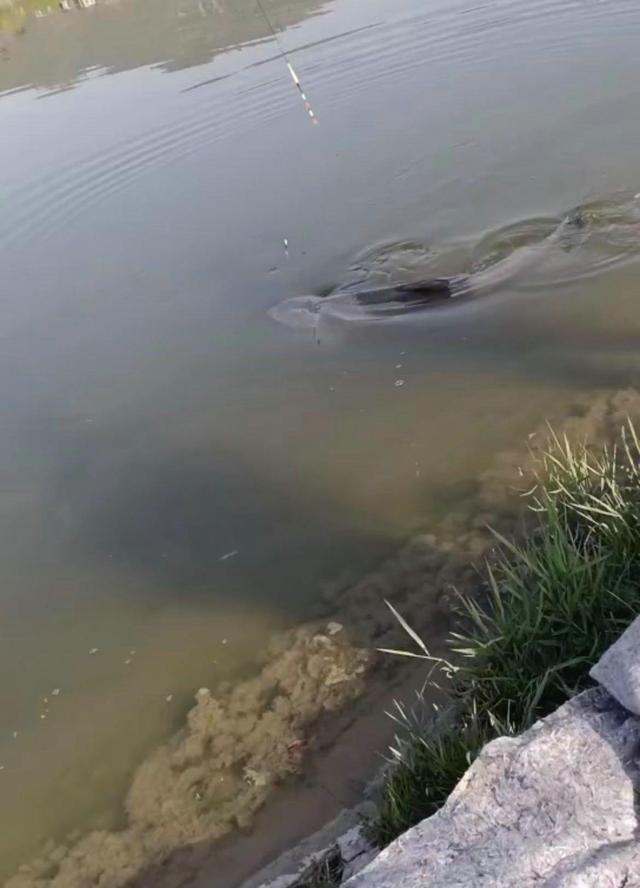 钓鱼|山东小伙钓获“百斤青鱼王”，却直接放生，小伙：好多人说我傻