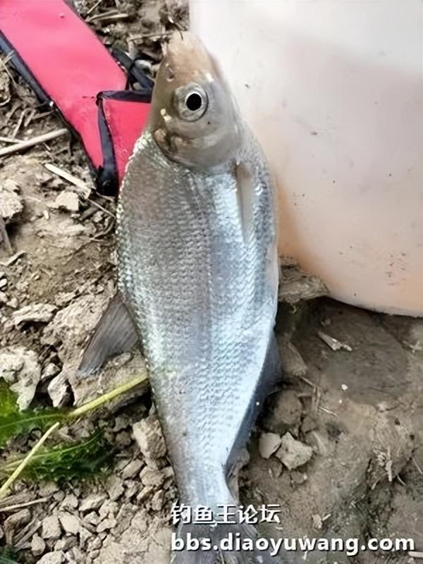 玉米|古徐桥下钓鲫忙