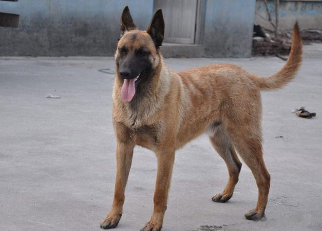 |藏族不吃鱼肉、满族不吃狗肉,汉族其实也有忌口,很多人却已淡忘