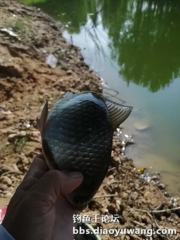 五龙河畔钓休闲,鲫鲤鲢鳙出水面