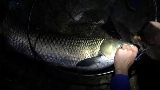 夏季夜钓大草鱼的技巧,做好准备让你从容上大鱼!