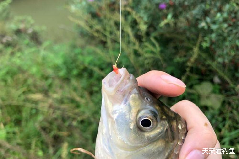 鲫鱼|夏天钓鲫鱼，4个技巧之“最”，天热也能连竿大板鲫