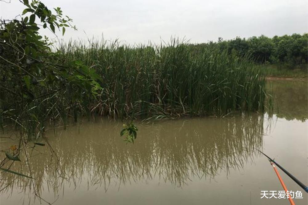 饵料|手竿钓草鱼，钓底好还是钓浮好？注意调漂也不是一个路数