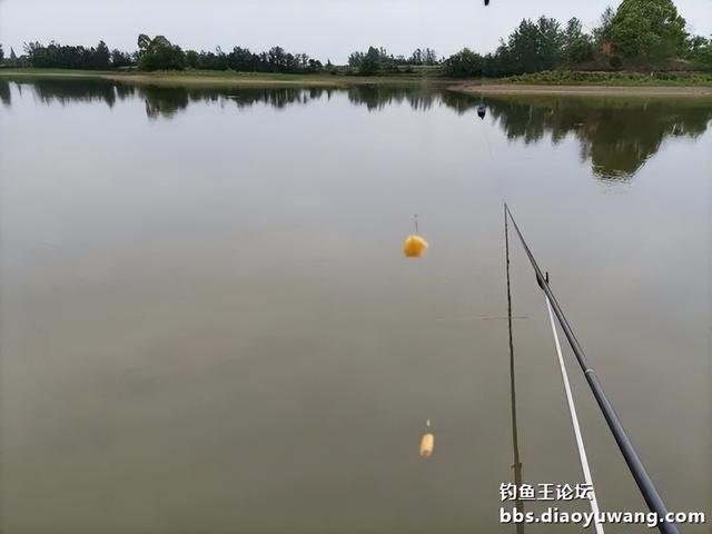 |生鲜大玉米,钓翘也钓鲫