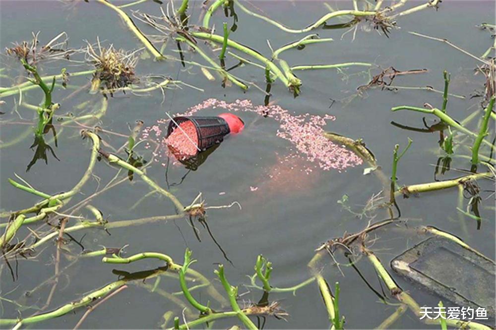 夜钓|春季野钓鲫鱼,酒米的3大科学用法,钓鱼老手才懂得