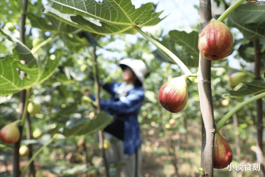 处暑|“处暑雨淋门，寡妇早嫁人”，明日处暑，下雨有啥预兆？答案来了