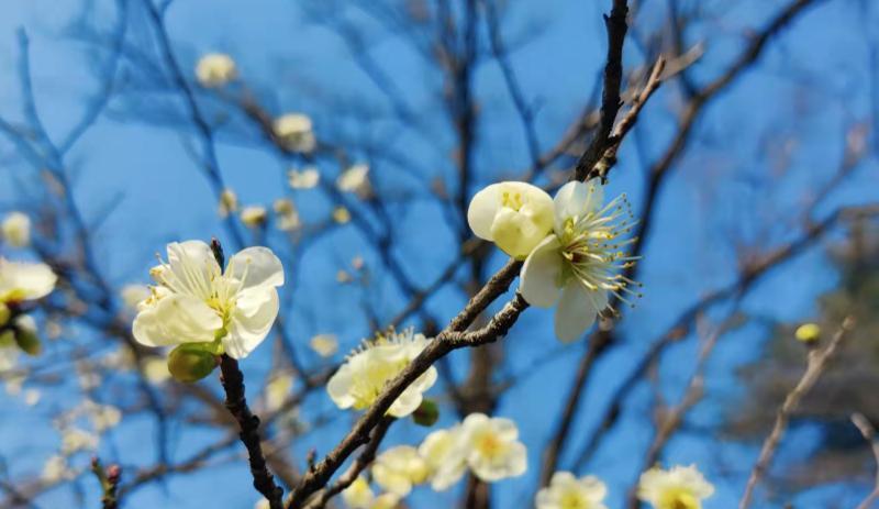 中国足球|为什么同一个公司的管理者比技术人员收入高？