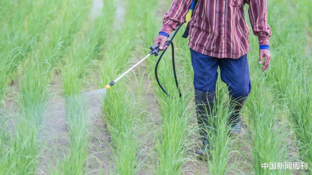 韭菜|农残标准上调25倍,还能放心吃“韭菜炒鸡蛋”吗??