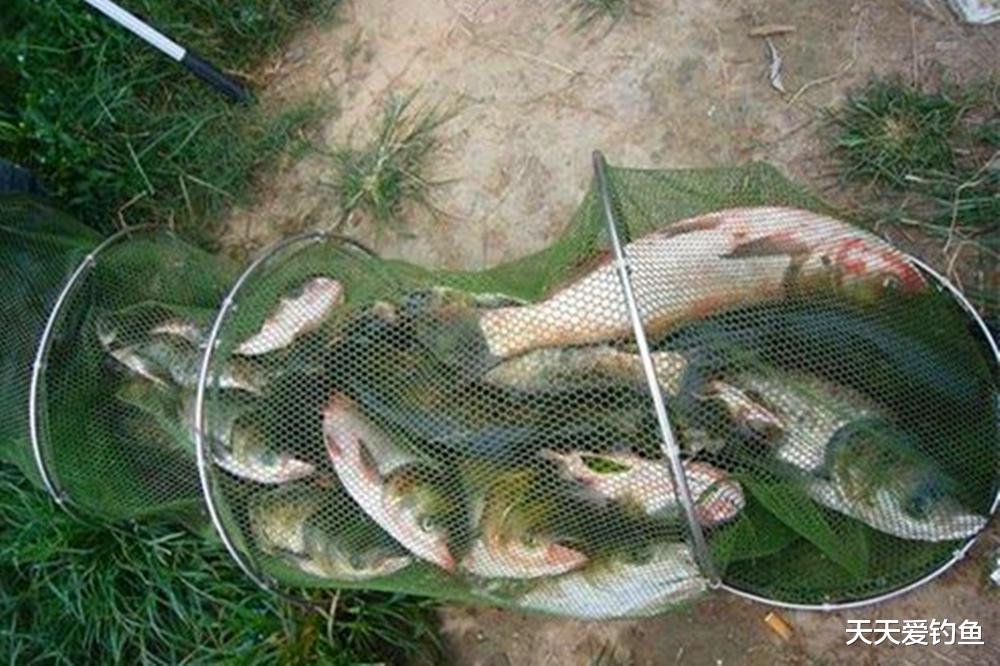 盛夏野钓,除了鲢鳙好钓,这4种鱼也好钓