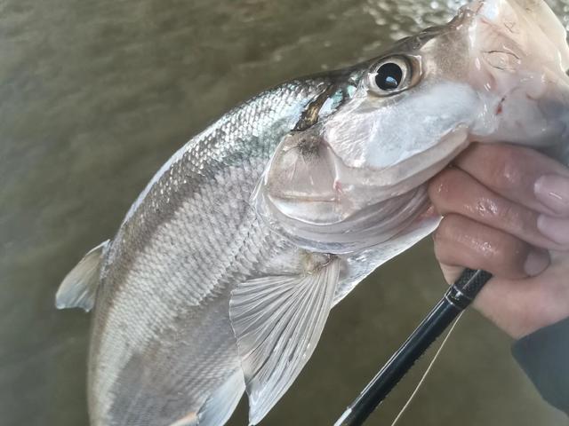 |翘嘴白天躲在哪?路亚应该怎么钓?用什么饵?