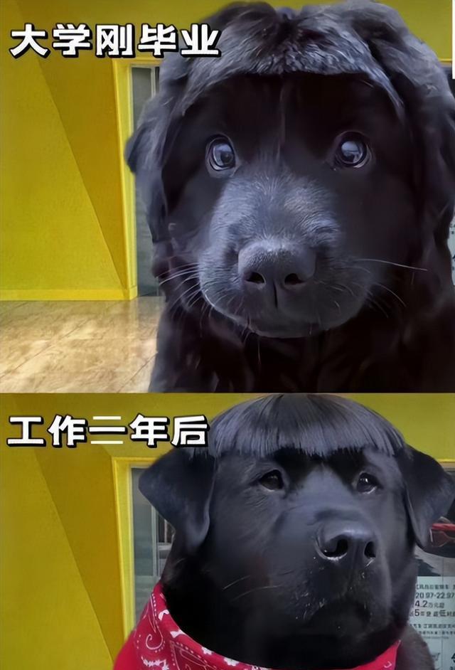大学生上班后气质大变,沾了“班味”很难再变?评论句句扎心