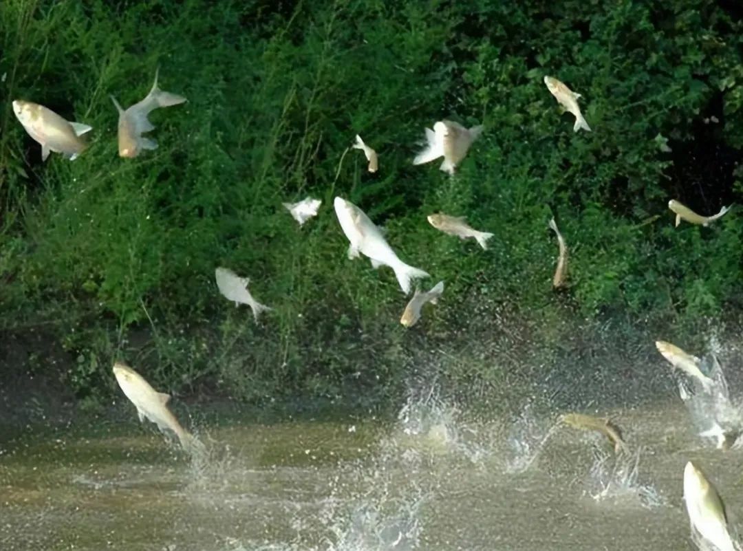 |敲黑板！知识点：way巨鳙因何定名！专为作钓鲢鳙而生