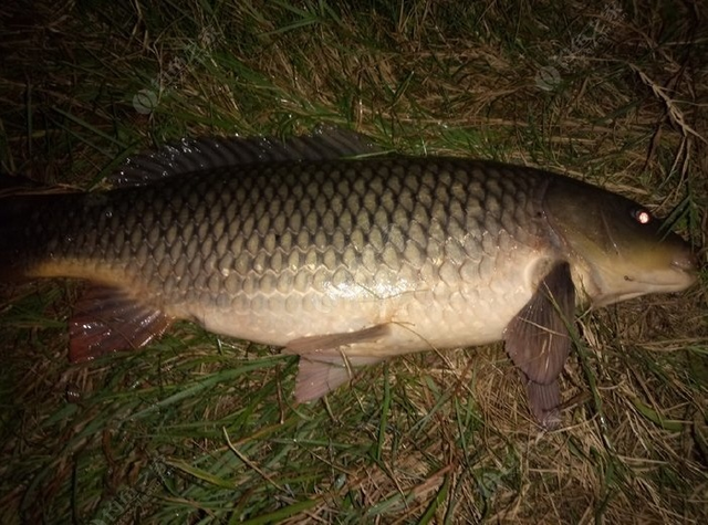 夜钓鲤鱼找鱼道的技巧,找准了就是连杆爆护