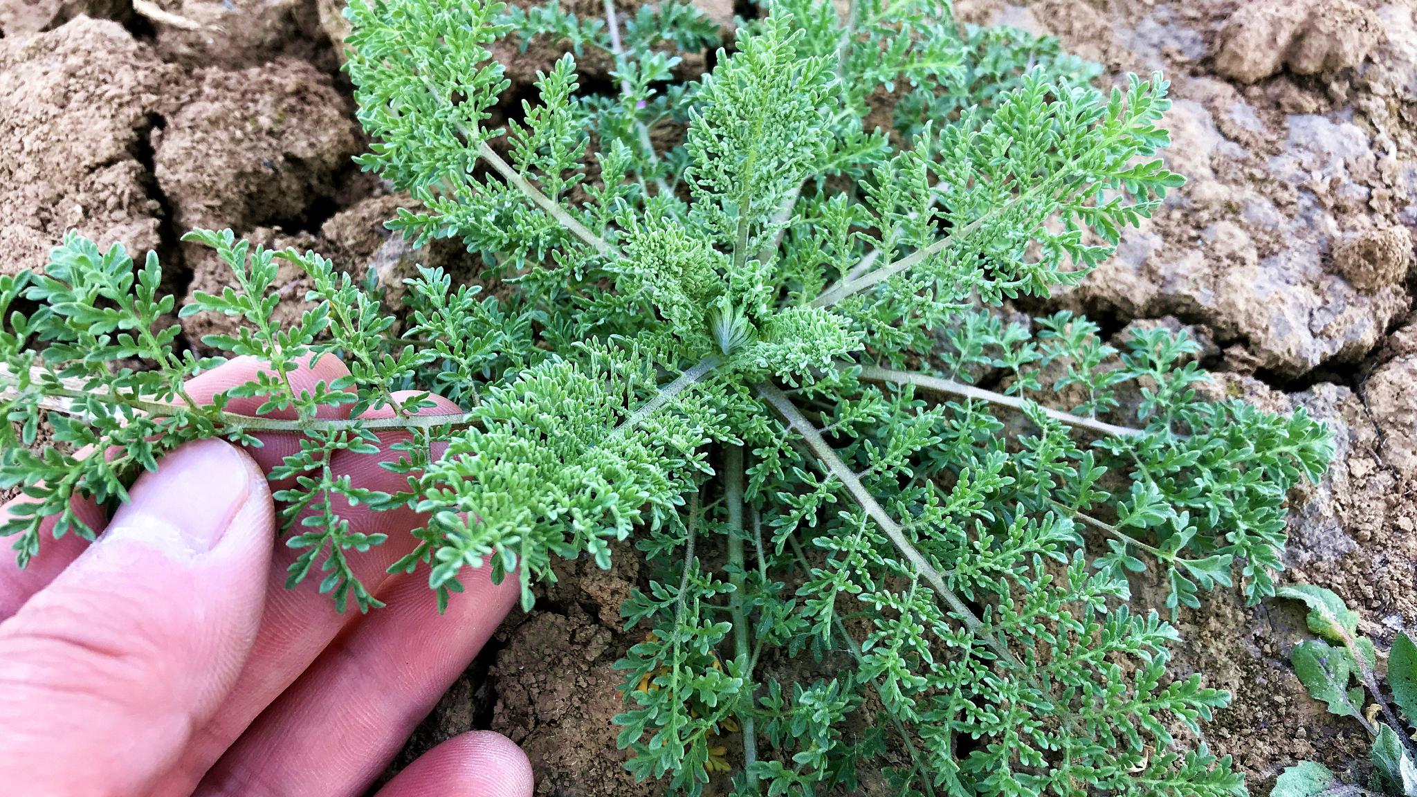 里的野菜,因为外形像杂草,所以遭到很多人嫌弃,其实麦蒿浑身都是宝,无