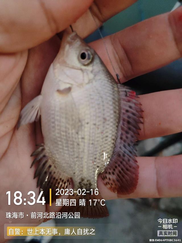 鲤鱼|给鱼尝尝肥宅快乐水，前有花河豚后有靓鲤鱼