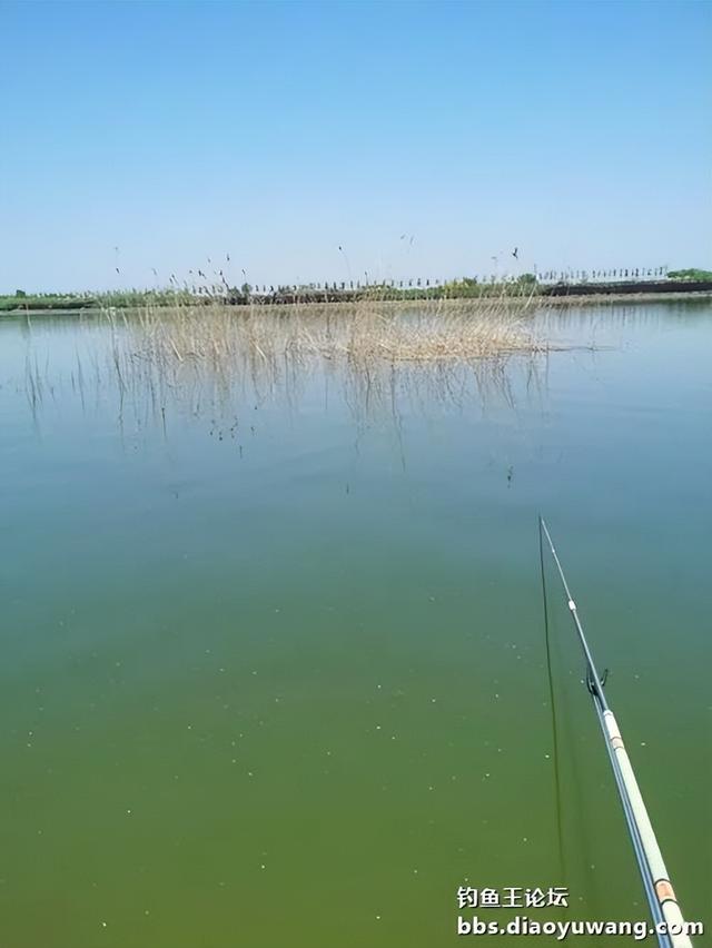 鲫鱼|气温回升杂鱼闹,钓鱼王奶香板鲫爆盆