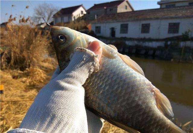 |春天不常用的戳钓,却是野钓鲫鱼“杀手锏”,大板鲫接连被钓起