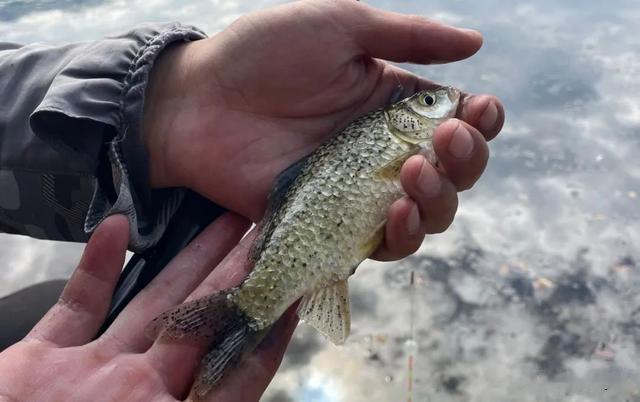 鲫鱼|浮钓鲫鱼的两大前提！不是鱼起浮就可以钓浮的，净瞎折腾！