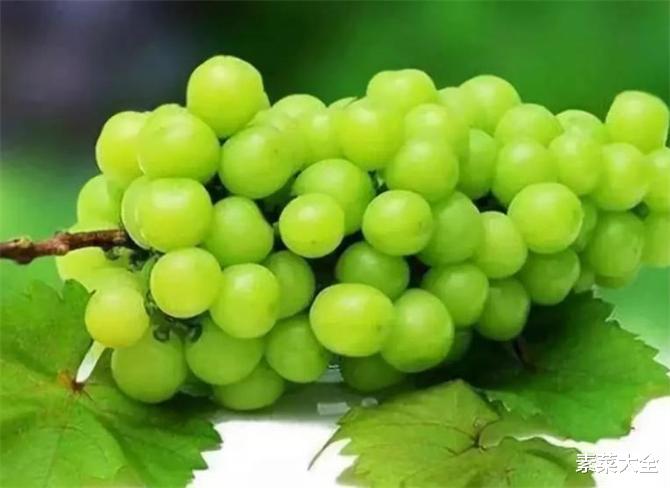 阳光玫瑰是葡萄还是提子?阳光玫瑰葡萄营养价值高吗?