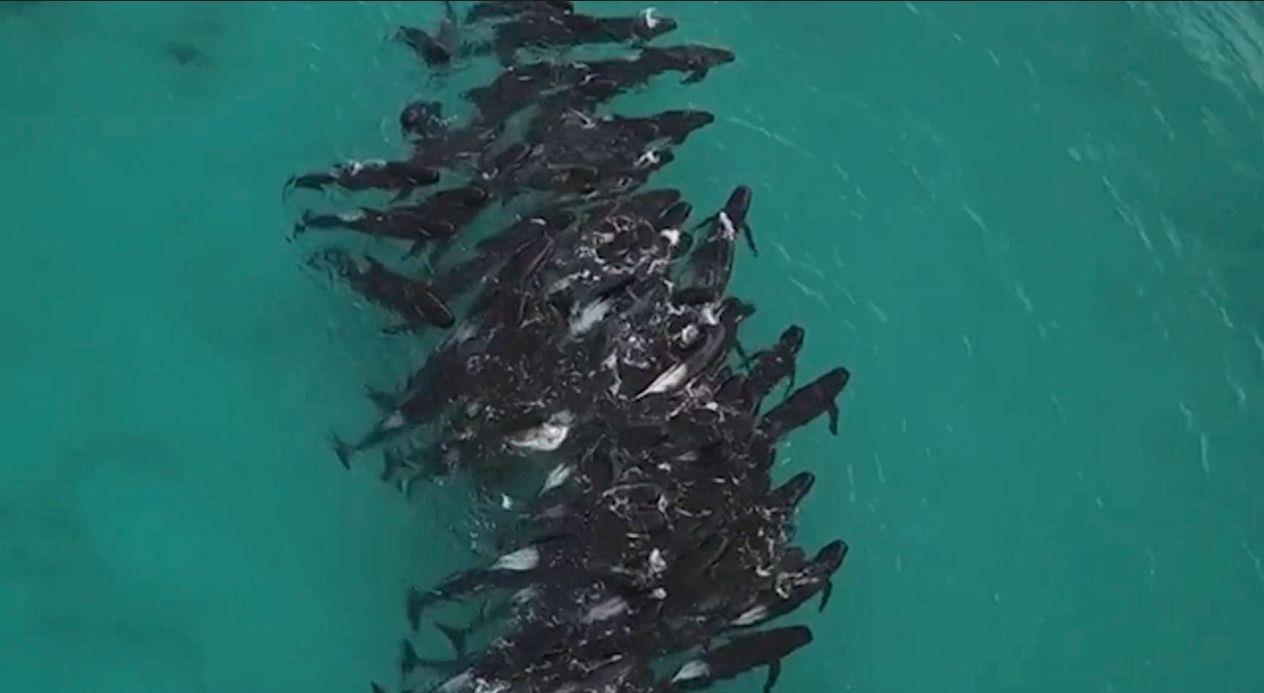 知名演员何家劲深夜发文：“人神共愤！自有天收！”评论区沦陷