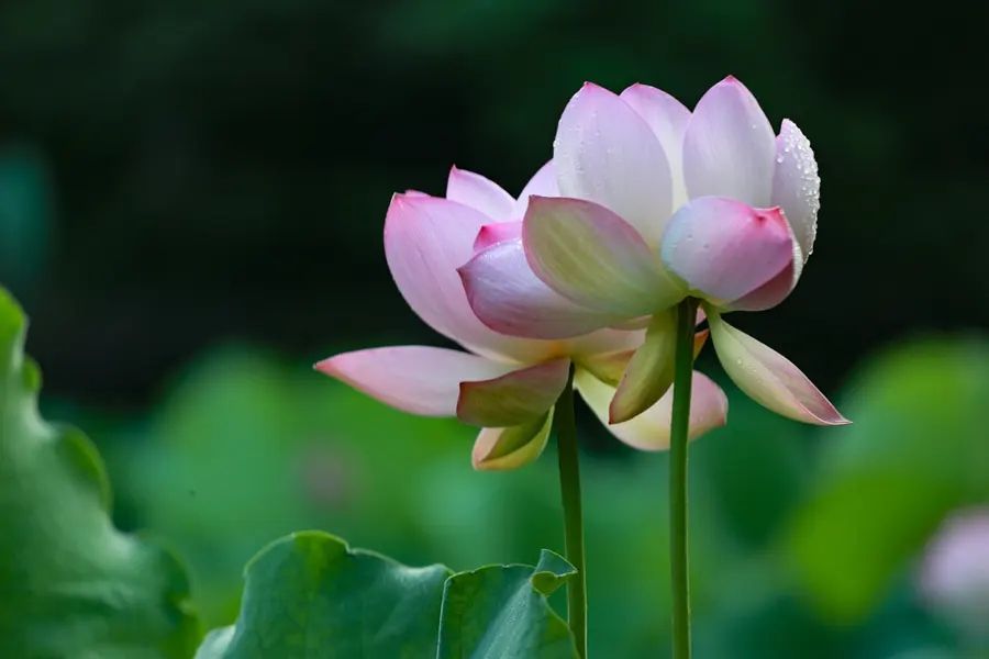 |微型小说：局长去了菜市场