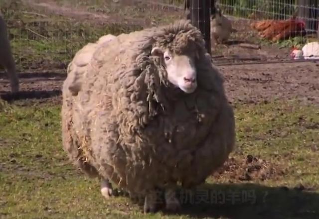 罕见的49张照片,天生丽质的斯嘉丽,产道放大1000倍的样子