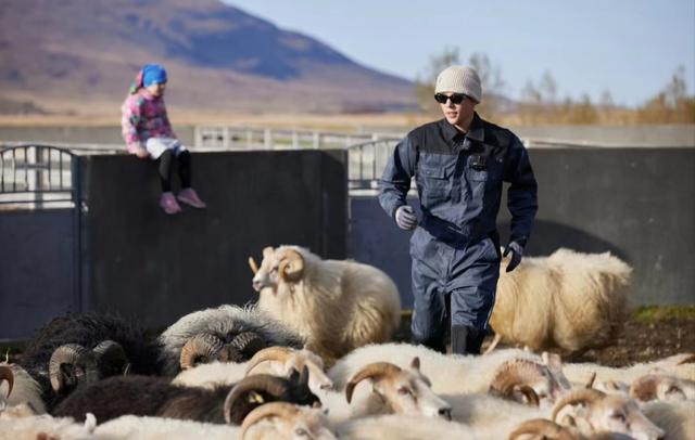 迪丽热巴|花儿与少年大战冰岛羊,迪丽热巴展现儿时绝技,秦海璐求救王安宇
