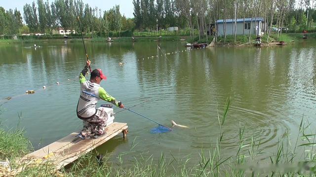 鱼塘|养了五、六年的鱼塘,想开放垂钓,冤家老大爷跑过来让帮忙支招