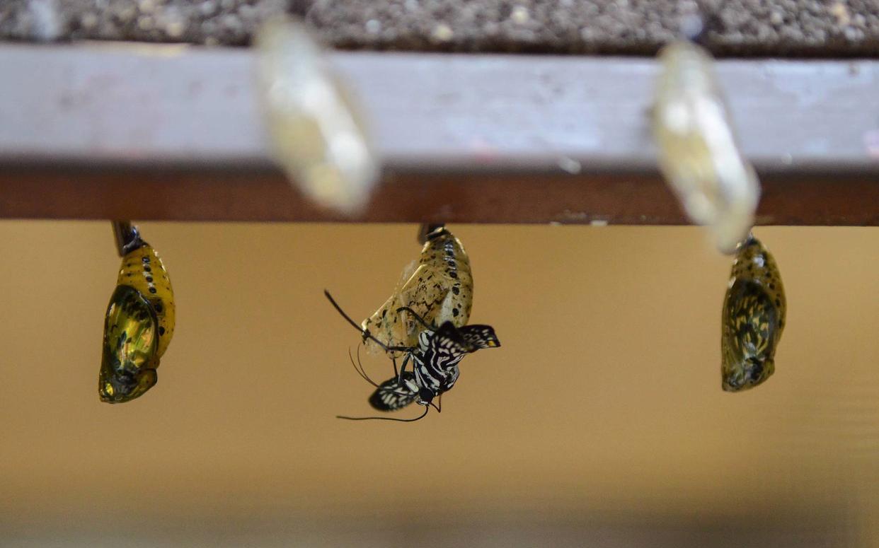 中原叔叔被吊打,两次与郭杜密谋被曝光,和魔鬼做交易他们还嫩点