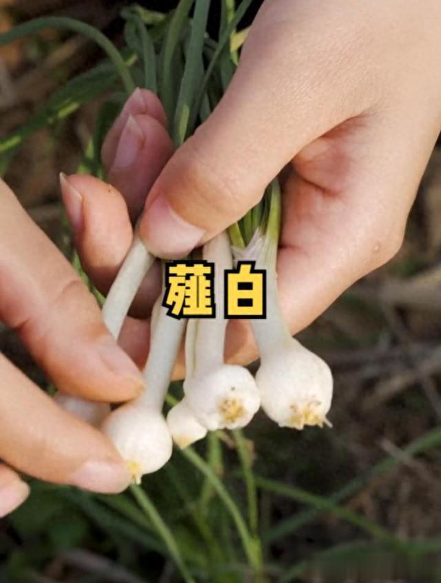 心脏不好的人,家中常备两种药,一个活血化瘀,一个祛痰化浊!