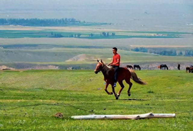 马肉|全球每年宰杀约470万匹马,为何国人却很少吃马?马肉不好吃吗?