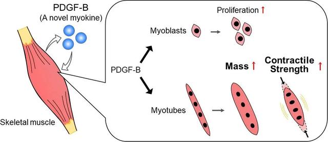 科学家发现骨骼肌细胞分泌的一种蛋白质可增强肌肉生长和力量 - 国际