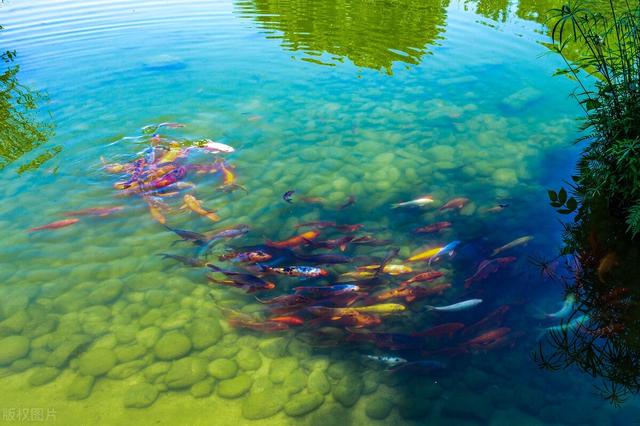 鲫鱼|野钓时,怎样减少空军几率?