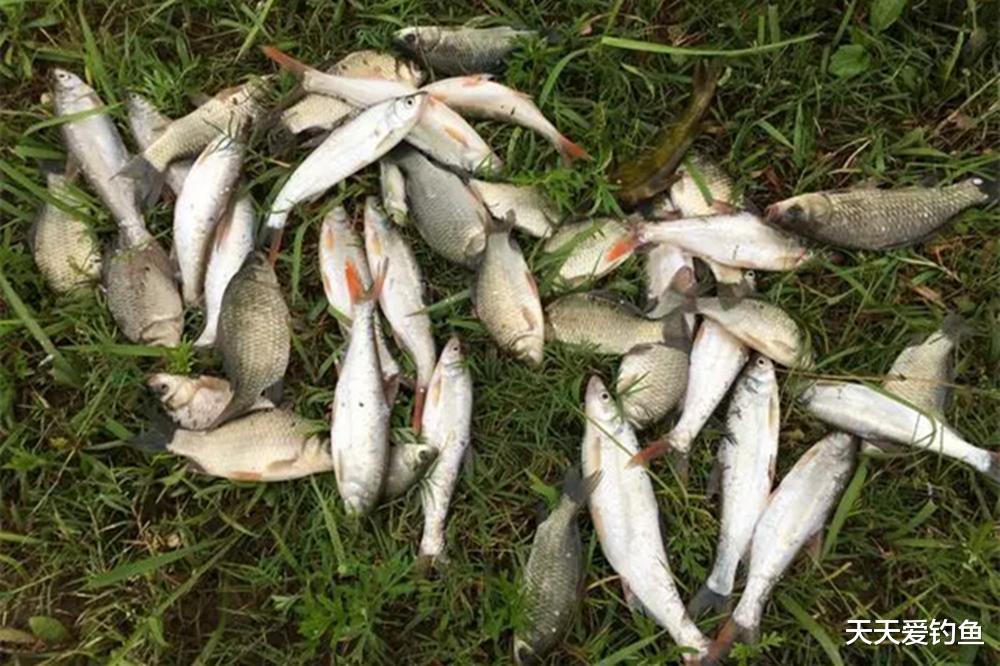 盛夏野钓，钓底不如钓浮，只需用好这种钓法，渔获倍增