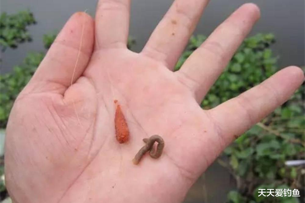 同样用蚯蚓野钓,每次只有仨瓜俩枣,是你真的不会用