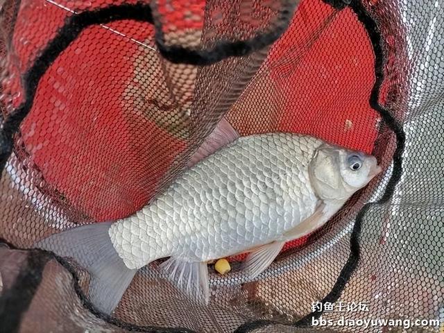 |生鲜大玉米,钓翘也钓鲫