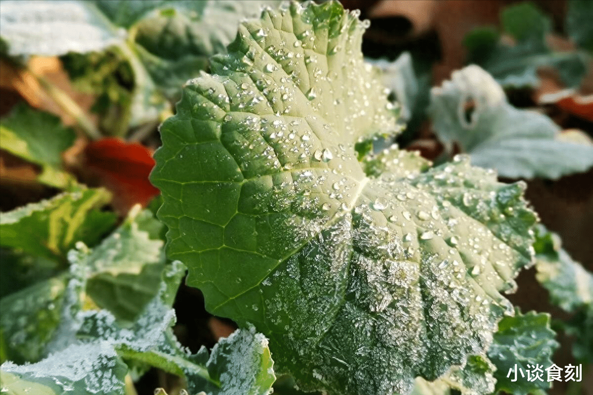 霜降|“火子交霜降,老人需提防”,建议:吃3样,做3事,顺利过冬天