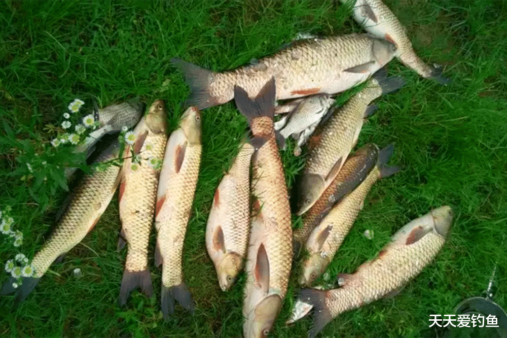 黑鱼|夏季钓鱼天热是难点,能做到这3点,照样能有好渔获