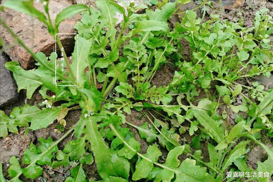 荠菜大量上市，鲜嫩营养高，但切记别与它们同吃，吃荠菜的禁忌要牢记！