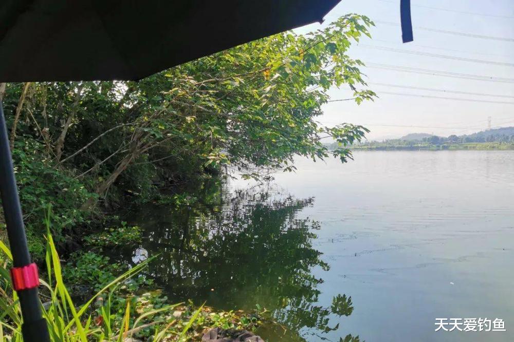 盛夏野钓，盘点那些“万能”钓位，白天晚上都是鱼窝
