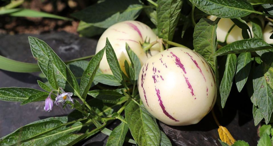 经常吃点人参果,4个好处或不请自来,但有4类人不要“随便吃”